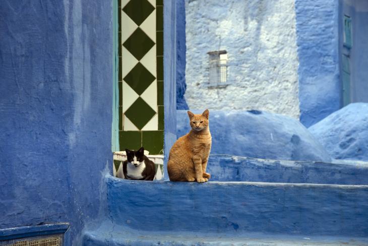 مدينة شفشاون - لؤلؤة زرقاء مغربية  11 Chefchaouen Moroccos Blue Pearl Photo Sugato Mukherjee