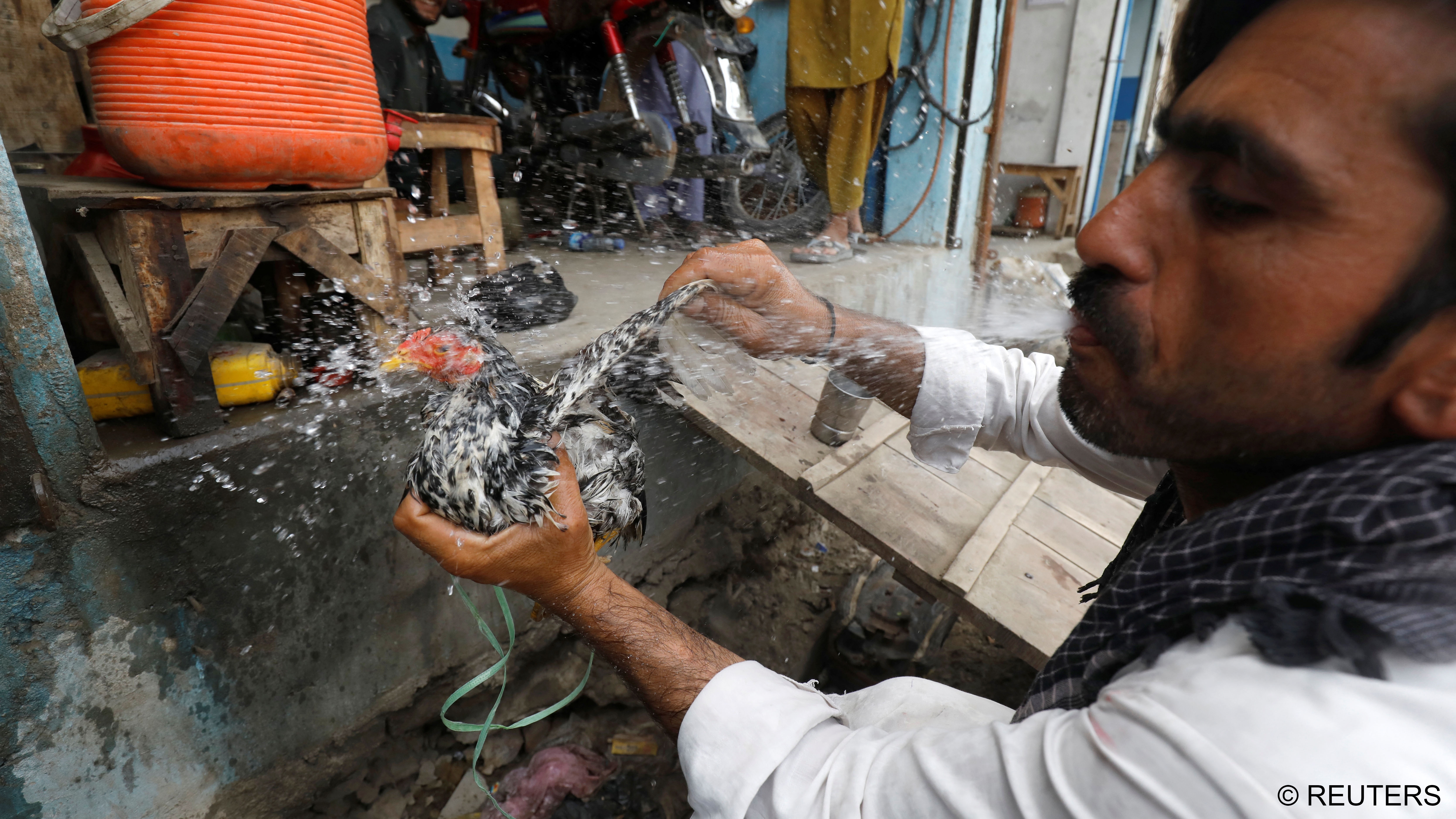 Gulam Mohammad, 37, a vegetable seller, sprays water from his mouth to cool off his chicken (photo: Reuters/Akhtar Soomro)