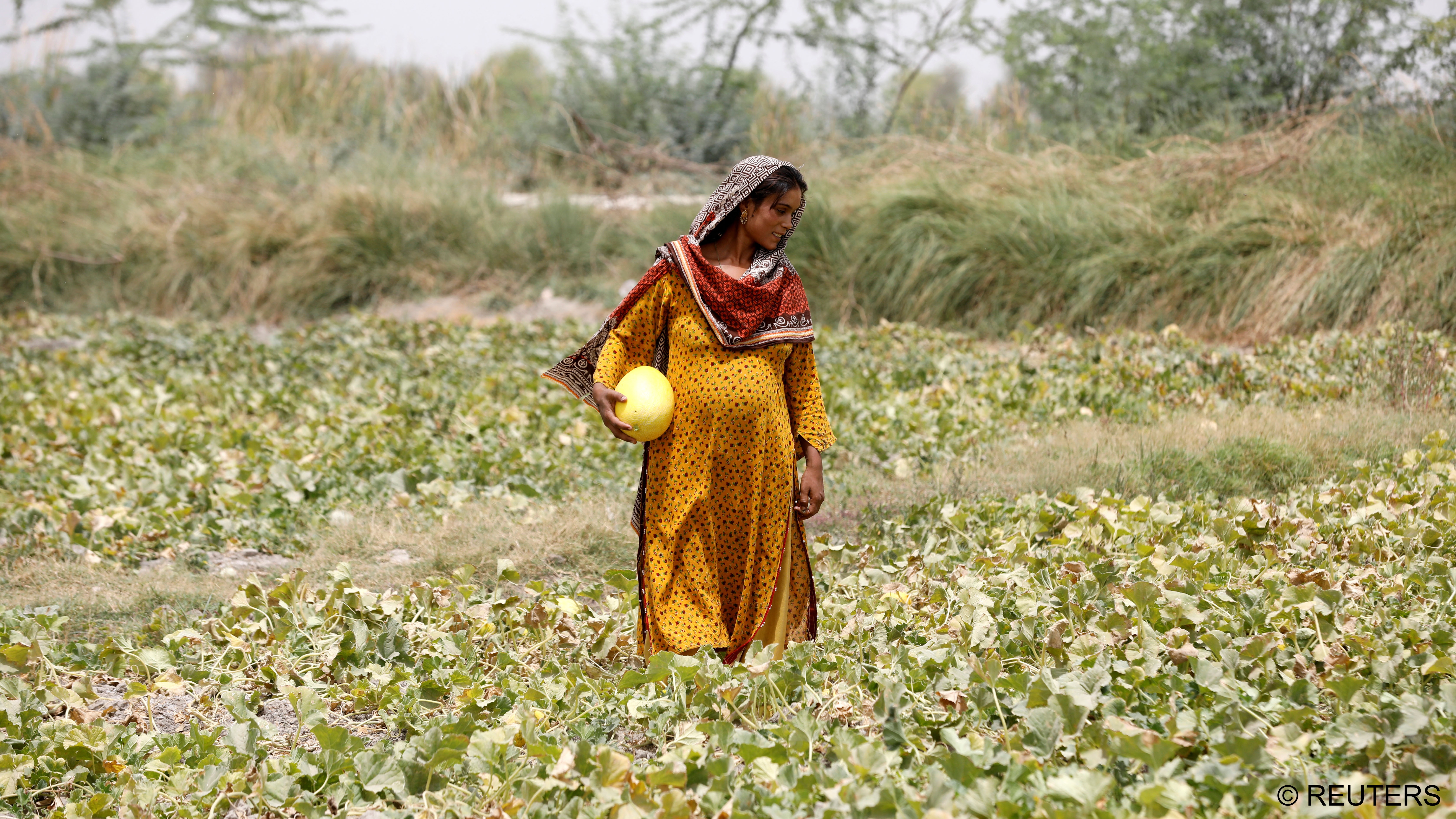 Sonari collects muskmelons at a farm on the outskirts of Jacobabad (photo: Reuters/Akhtar Soomro)