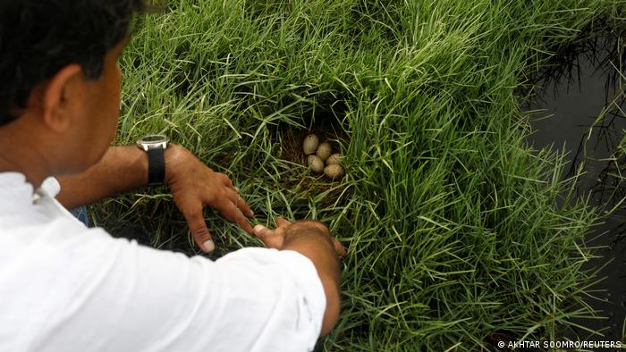 Masood Lohar, 54, a development expert who oversaw the Clifton Urban Forest, inspects a nest of moorhen eggs (photo: Reuters)