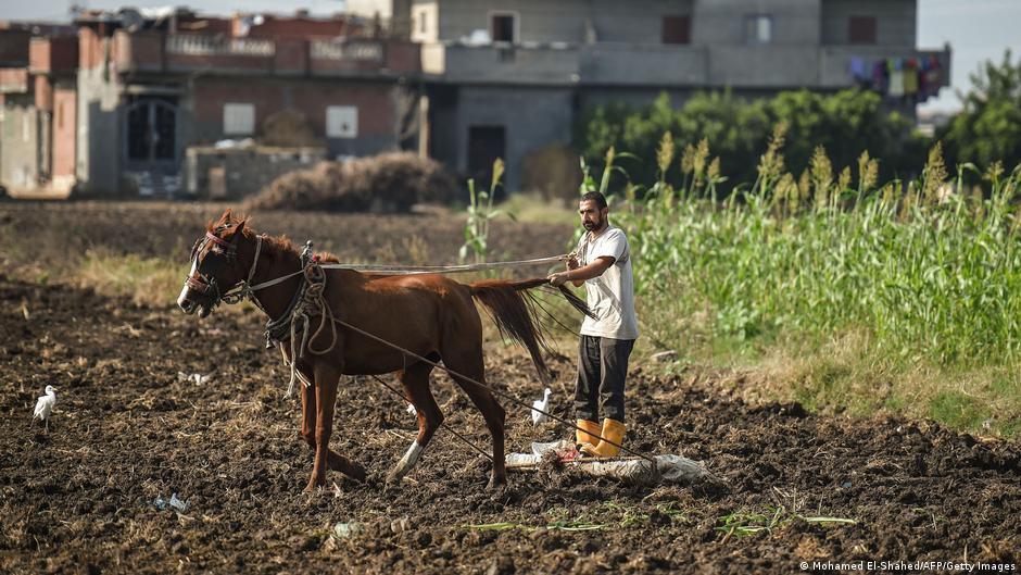 An Egyptian farmer using a horse-drawn plough (photo: Mohamed El-Shahed/AFP/Getty Images)