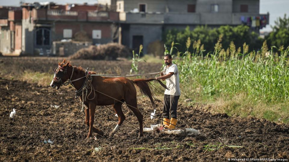 Farmer in Nile Delta using a horse-drawn plough (photo: AFP/Getty Images)