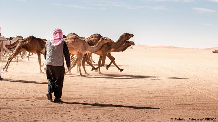 A shepherd walks towards camels running in the desert