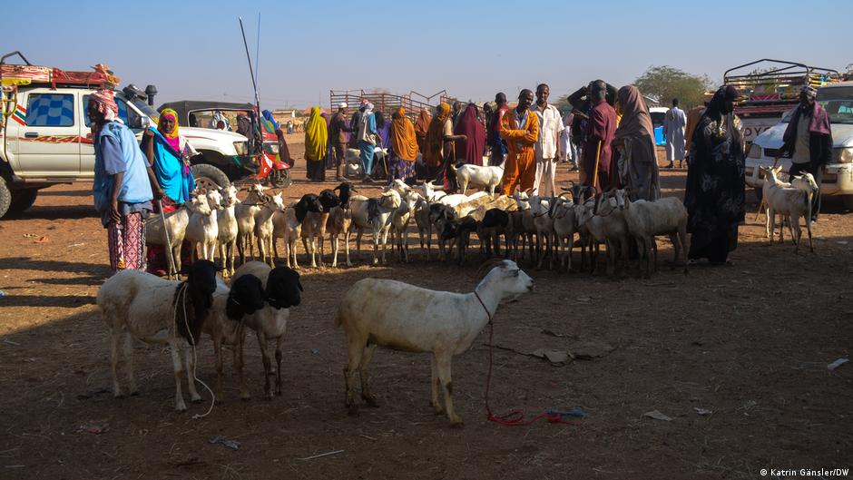 Viehwirtschaft in Somaliland; Foto: Katrin Gänsler/DW