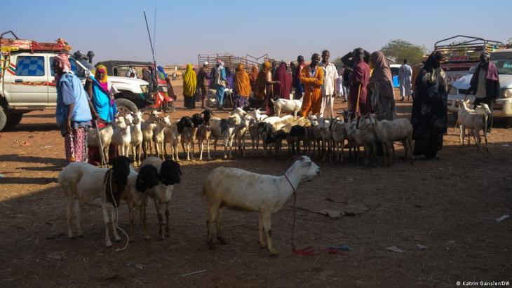 People and goats at an informal market in Somaliland (photo: Katrin Gänsler/DW)