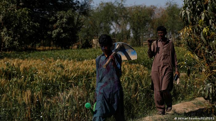 A man and a boy walk through a field carrying tools on their shoulders (photo: Akhtar Soomro/Reuters)