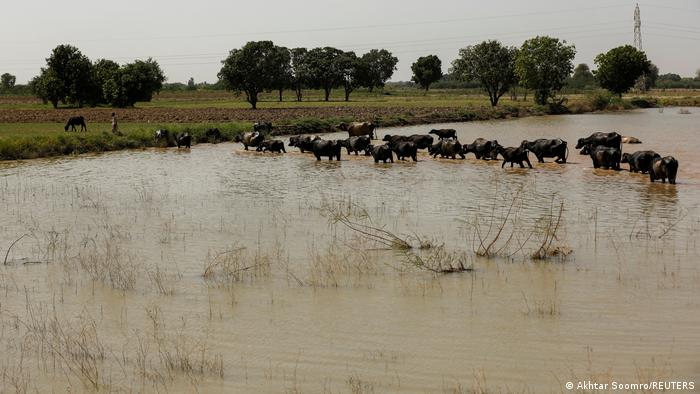 A herd of buffalo wades through a flooded field (photo: Akhtar Soomro/Reuters)