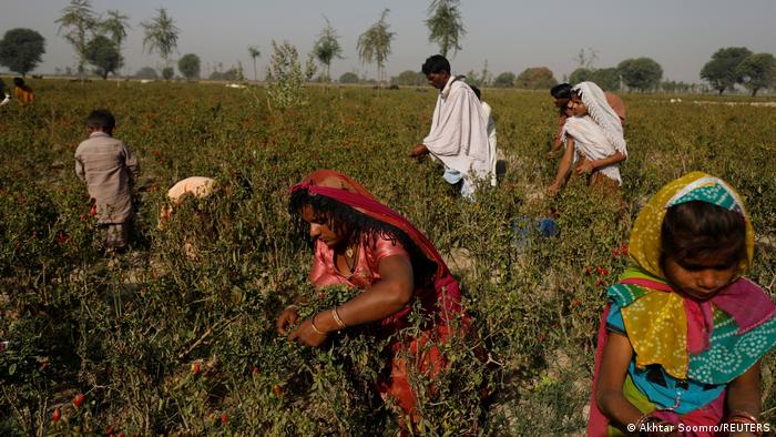 Men, women and children harvest chillies in a field (photo: Akhtar Soomro/Reuters)