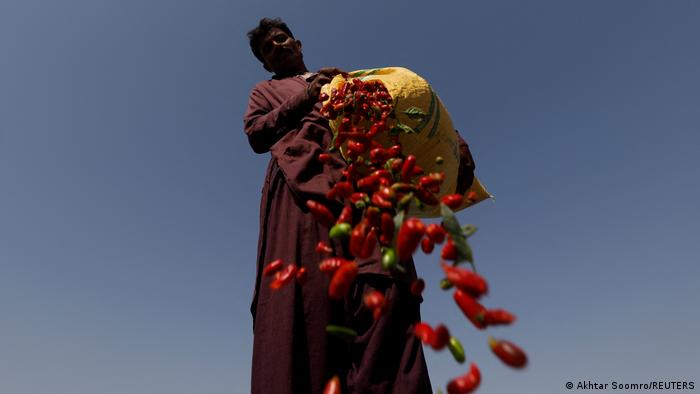 A man empties a sack of chillies onto the ground (photo: Akhtar Soomro/Reuters)