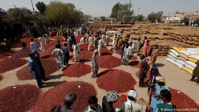 People stand among piles of chillies in front of stacks of chilli sacks at the market in Kunri, Pakistan (photo: Akhtar Soomro/Reuters)