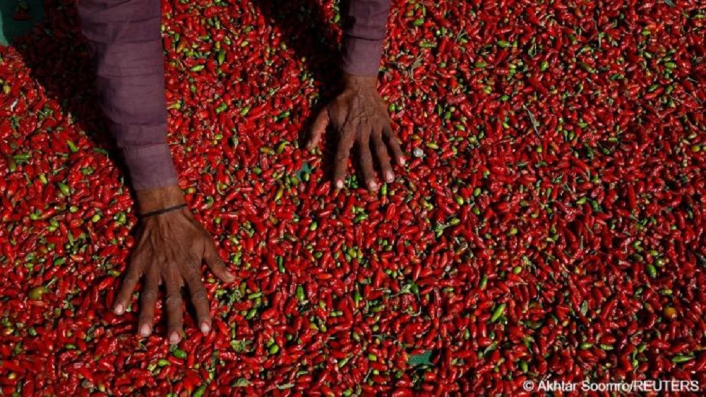 Chili-Bauern kämpfen um ihre Ernte. (photo: Akhtar Soomro/Reuters)