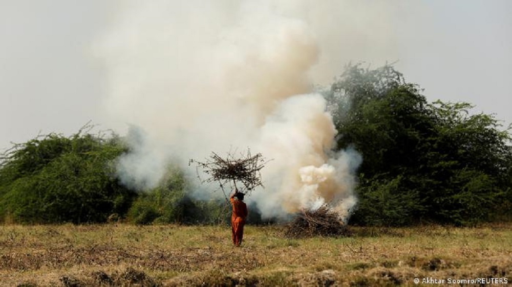 Baumwolle geopfert, um Chilis zu retten (Foto: Akhtar Soomro/Reuters)