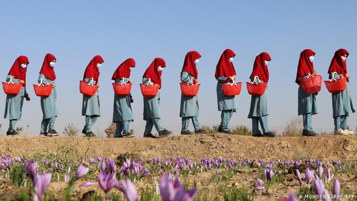 In the foreground of the picture are purple saffron flowers. In the background walks a row of women carrying red baskets in their hands. All the women are wearing a pale blue uniform, red headscarves and mouthguards.