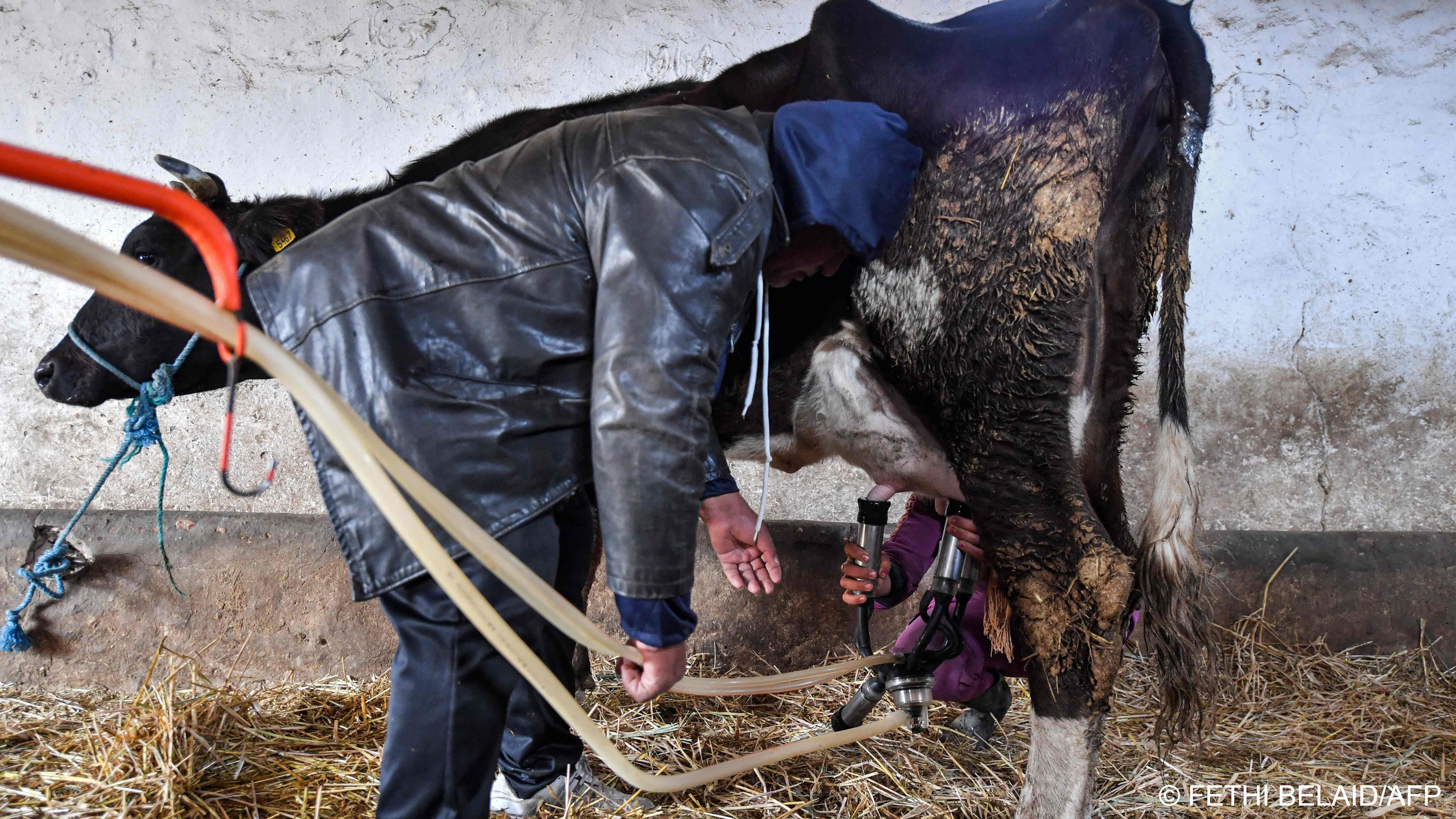 Farmer Mohamed Gharsallaoui looks on as a farmer attaches suction milking hoses to the teats of a cow at a small farm in the town of el-Batten, about 35 kilometres west of Tunisia‘s capital, on 20 January 2023 (image: FETHI BELAID/AFP) 