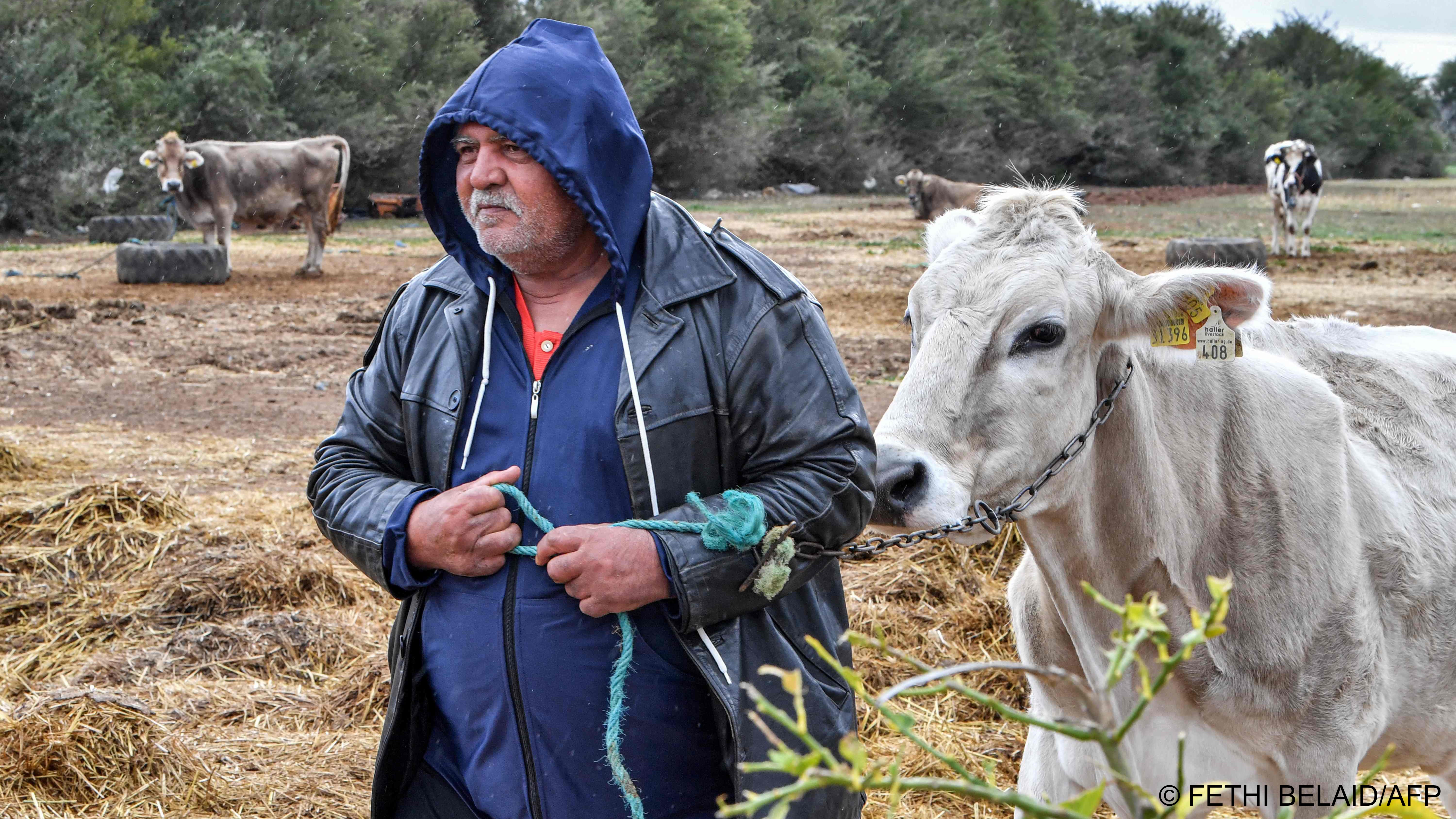 Farmer Mohamed Gharsallaoui leads a cow at his small farm in the town of el-Batten, about 35 kilometres west of Tunisia‘s capital, on 20 January 2023 (image: FETHI BELAID/AFP)