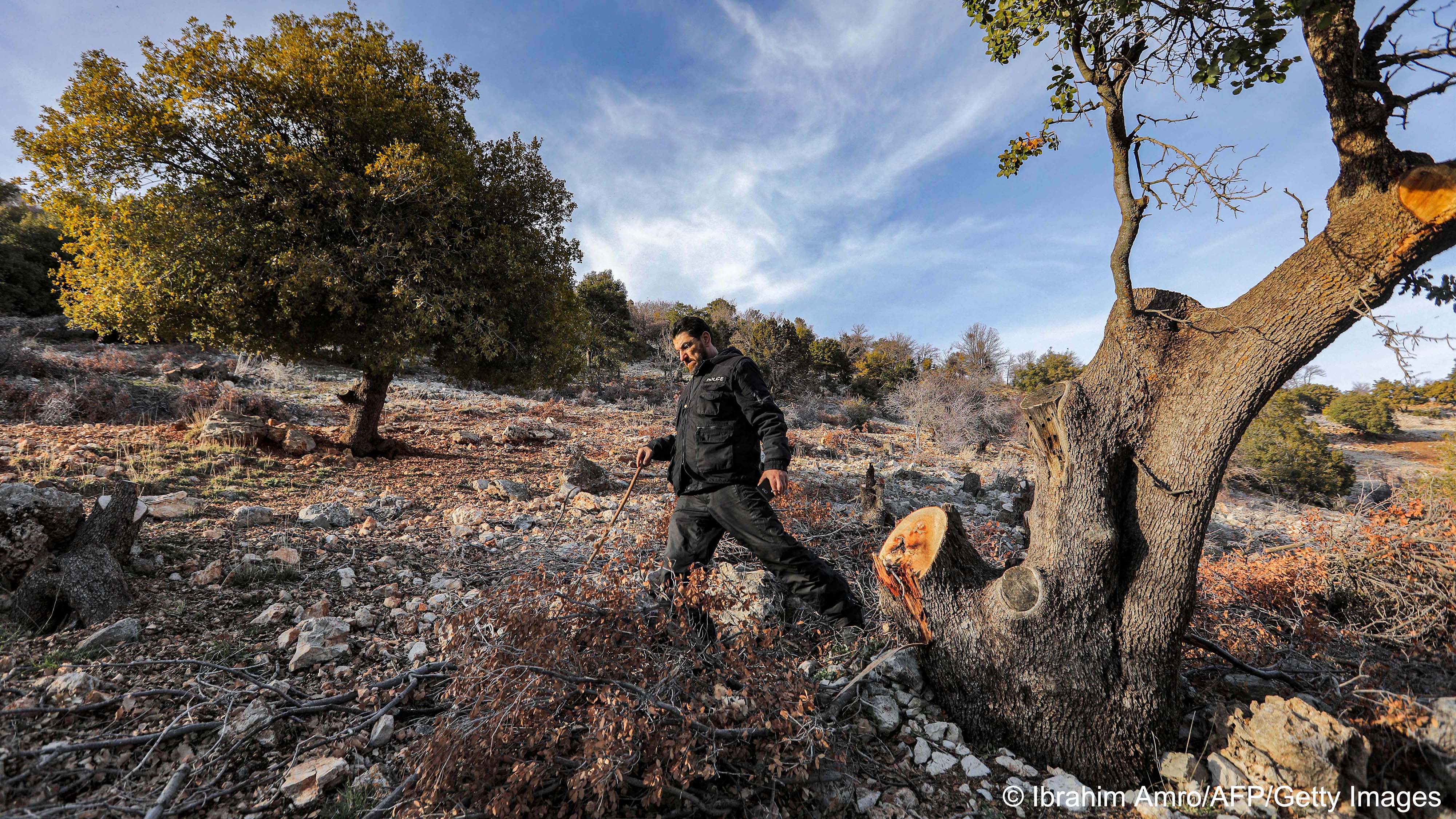 Man stands amid a grove of trees (image: Ibrahim AMRO/AFP)