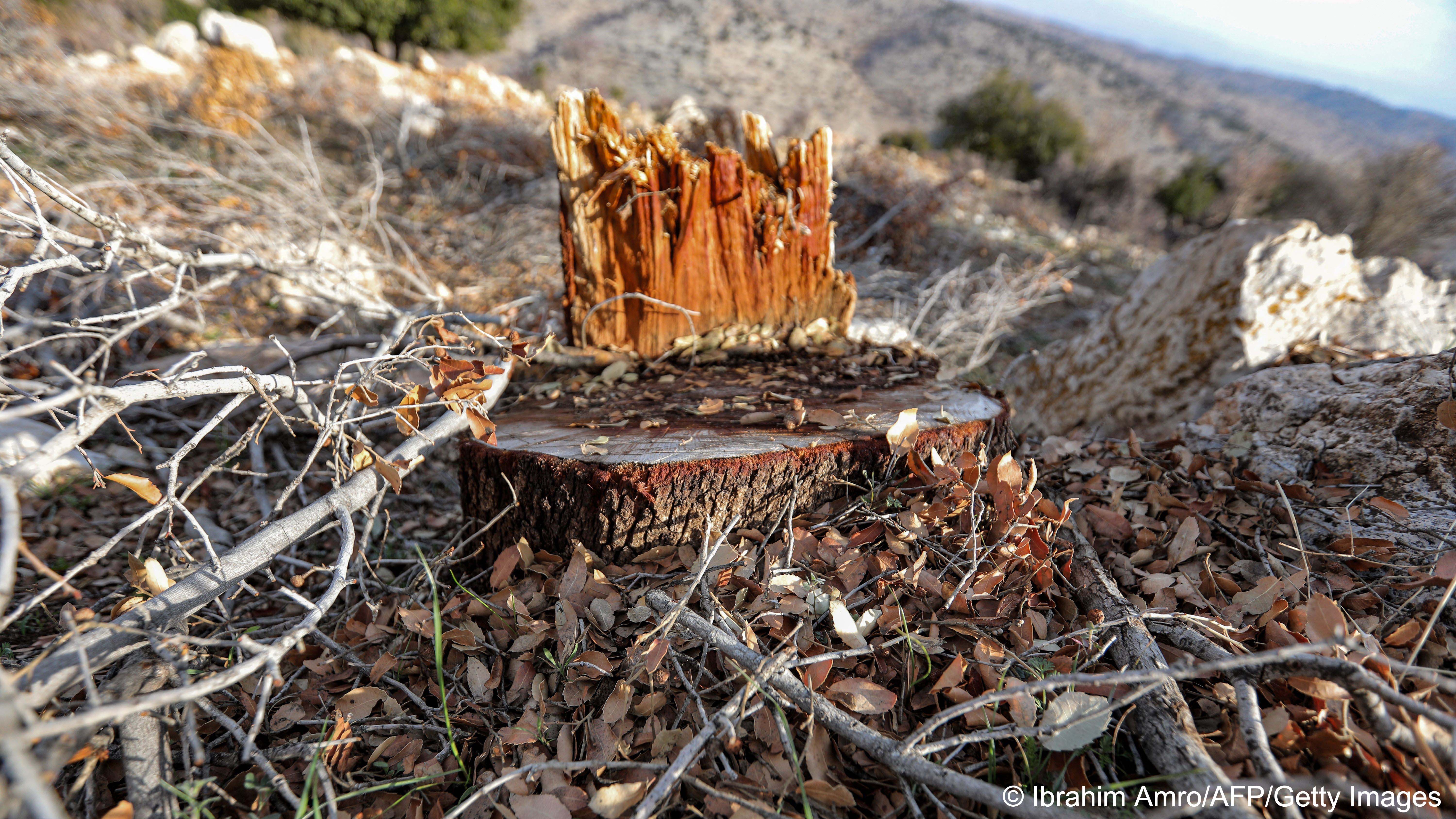 Sawn-off tree stump (image: Ibrahim AMRO/AFP)