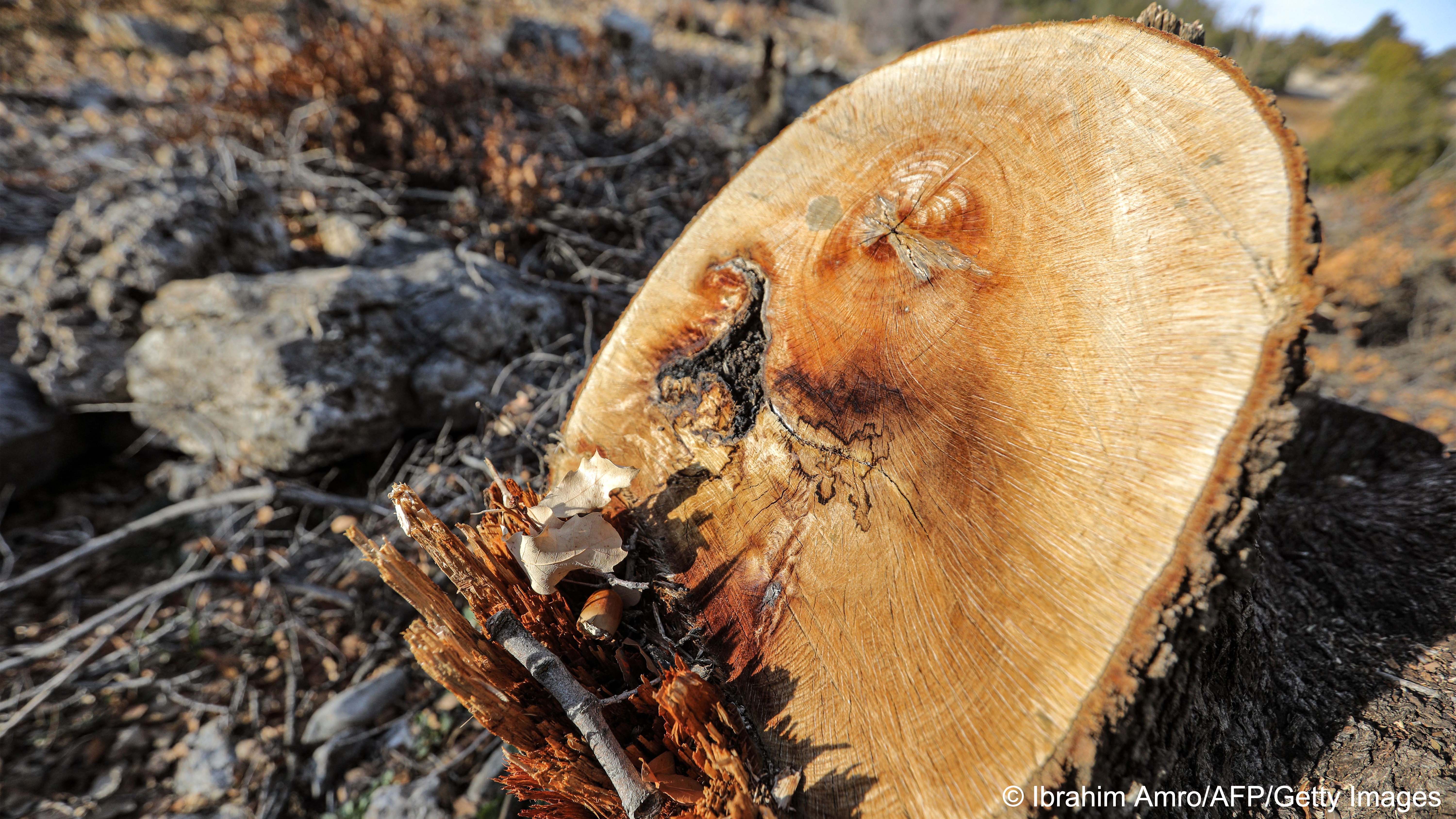 A recently sawn-off tree stump (image: Ibrahim AMRO/AFP)