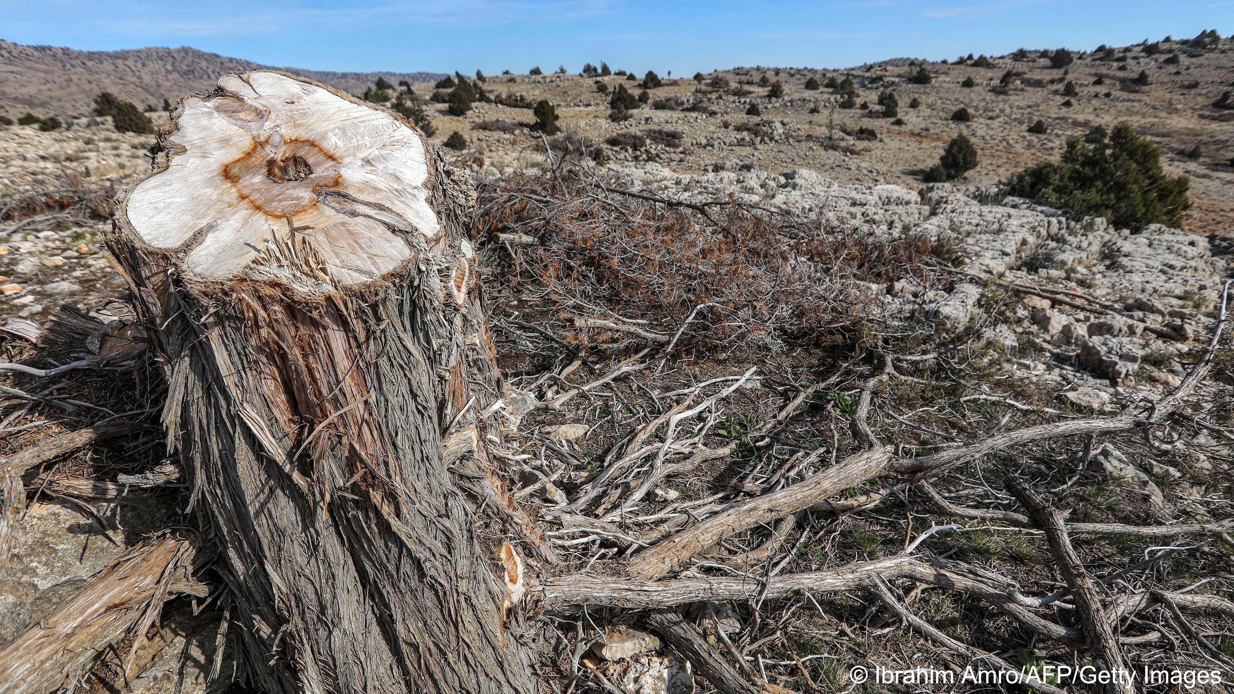 Sawn-off tree stump (image: Ibrahim AMRO/AFP)