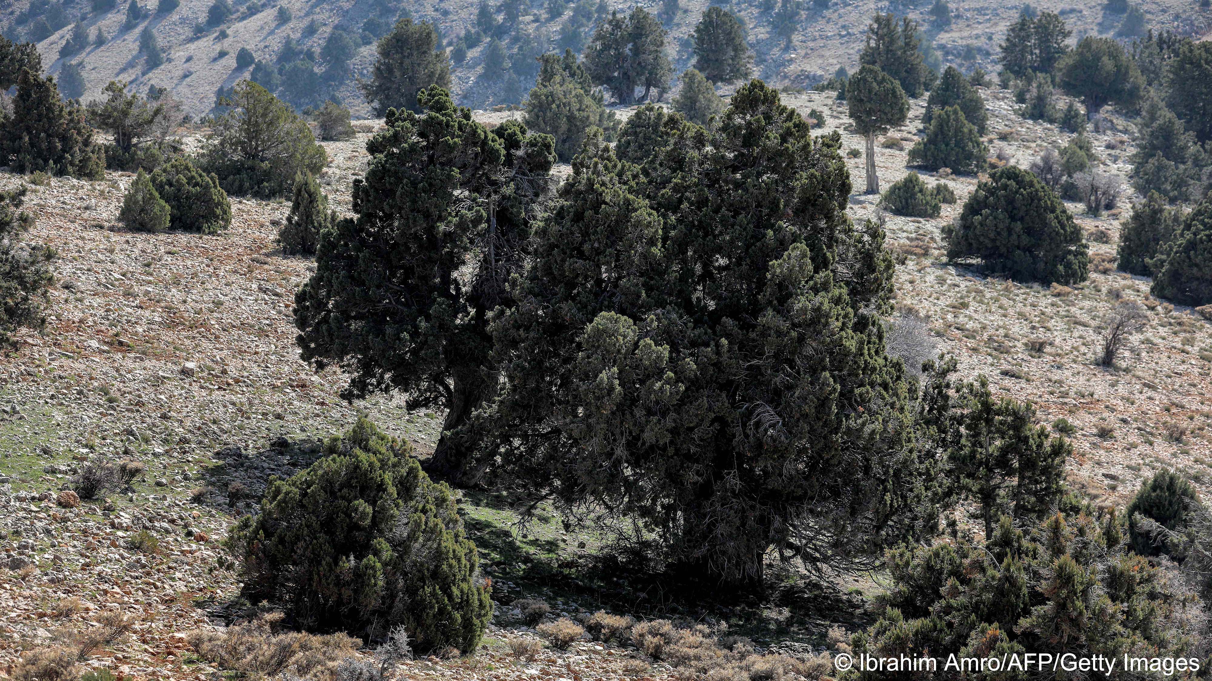 Dry grassland dotted with mature trees (image: Ibrahim AMRO/AFP)