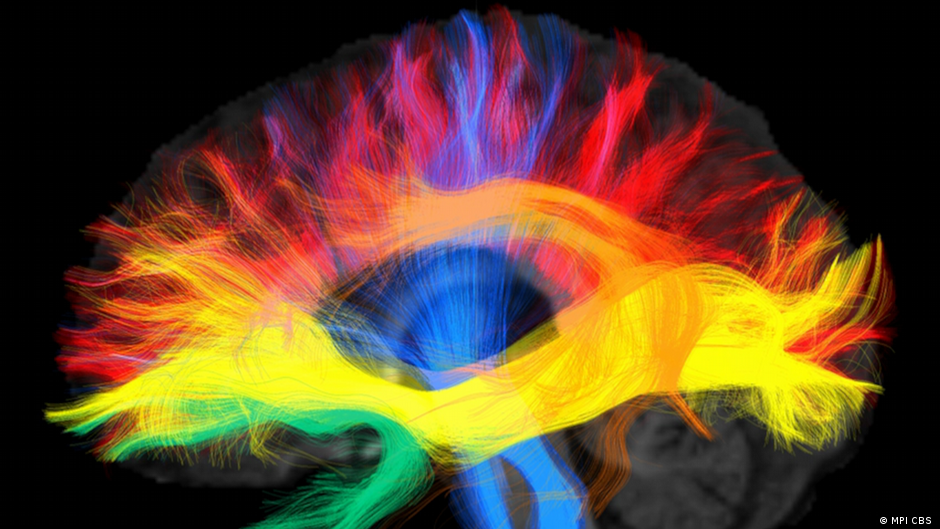 Colourfully depicted language networks in the brain (image: MPI CBS)