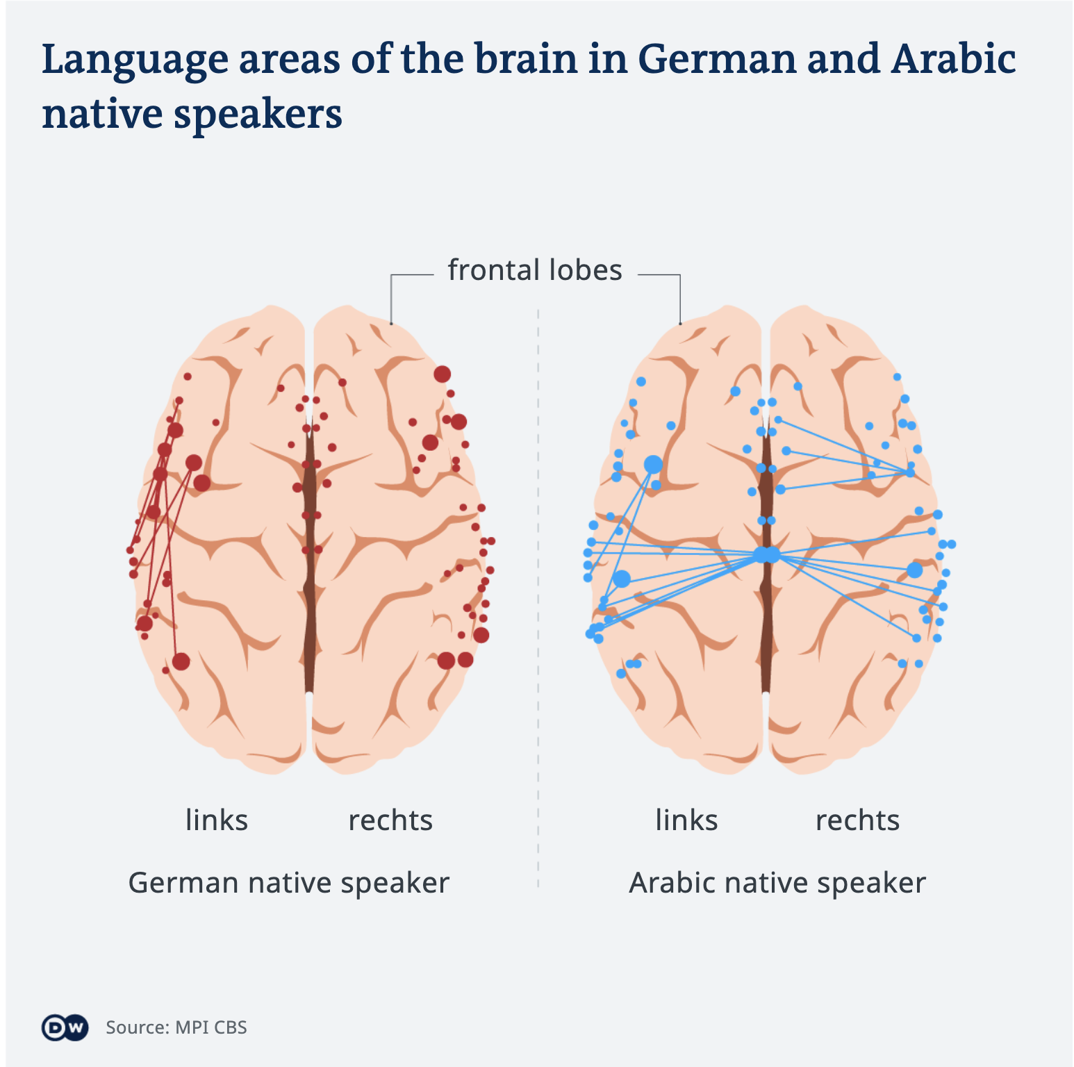 Language areas of the brain in native speakers of German and Arabic (source: MPI CBS/DW)
