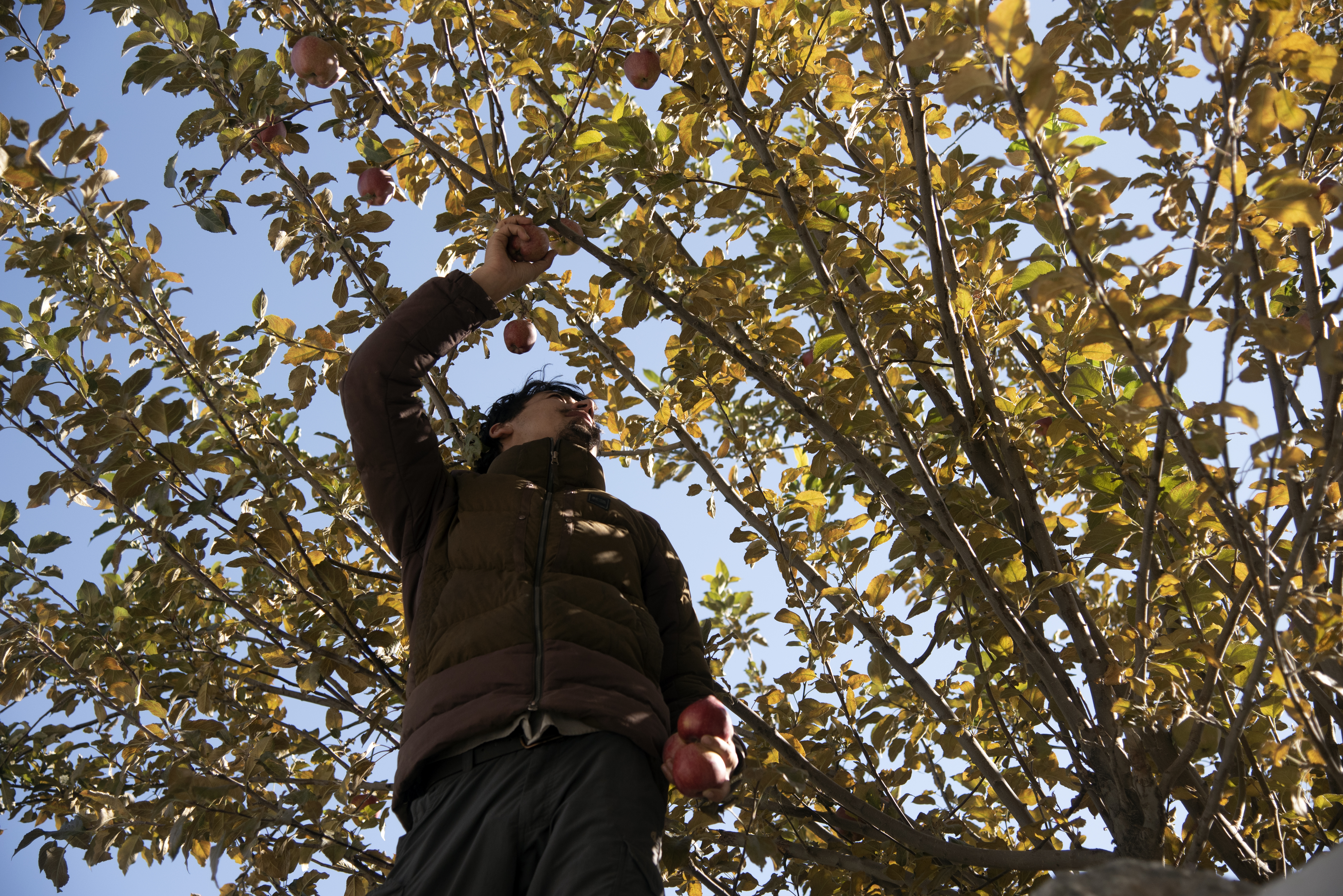A man examines tree foliage against a backdrop of leaves and a blue sky (image: Sugato Mukherjee)