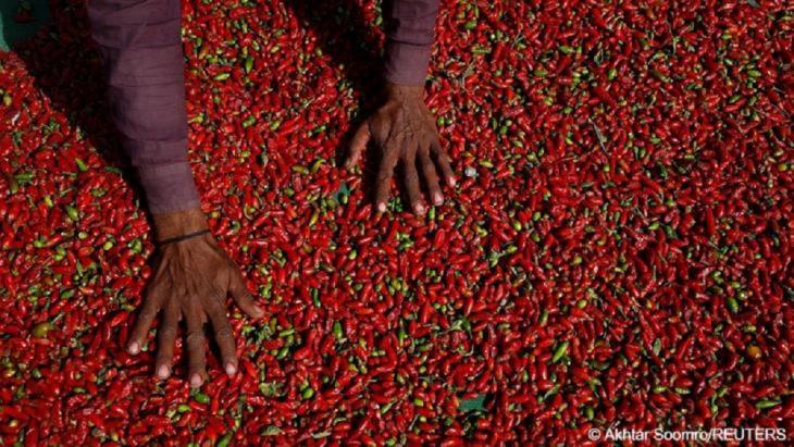 Chilli farmers struggle to harvest their crops (image: Akhtar Soomro/Reuters)