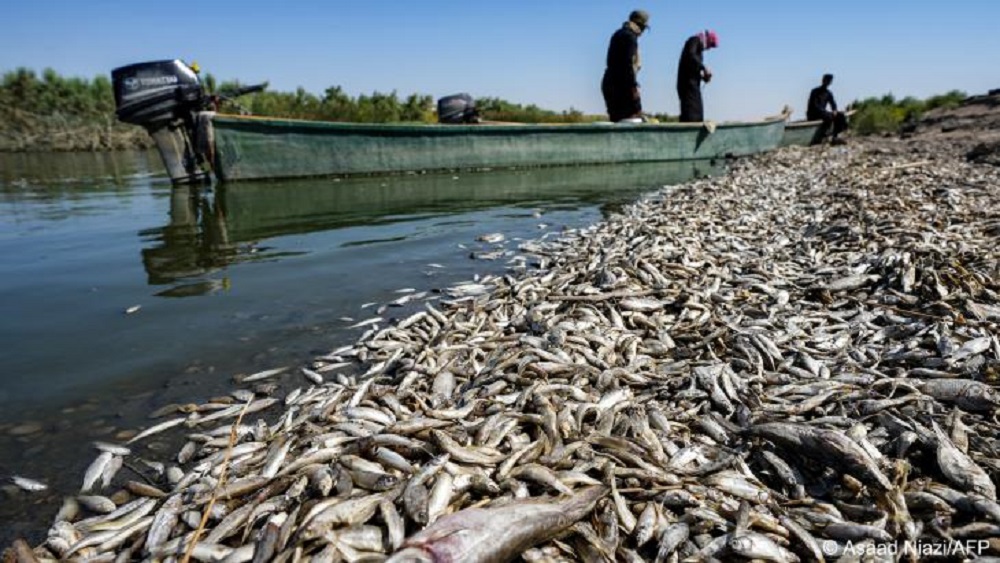 Fischer stehen in einem Boot und inspizieren Tausende von toten Fischen, die an den Ufern des Amshan-Flusses treiben (Foto: Asaad Niazi/AFP)