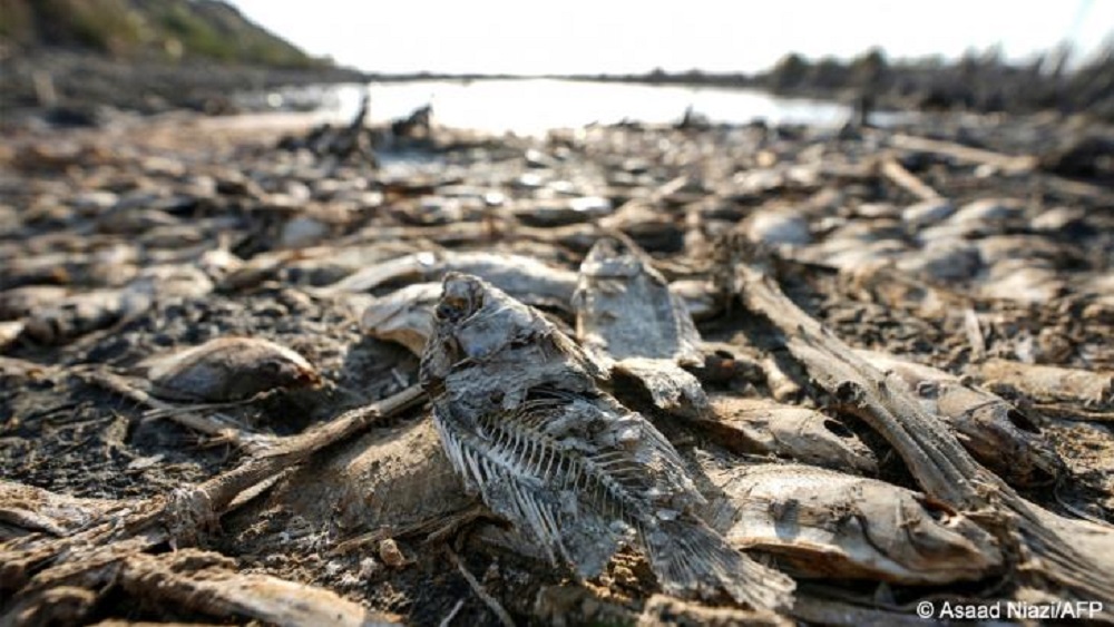 Tote Fische am Ufer eines ausgetrockneten Sumpfes, Gouvernement Dhi Qar, Südirak (Foto: Asaad Niazi/AFP)