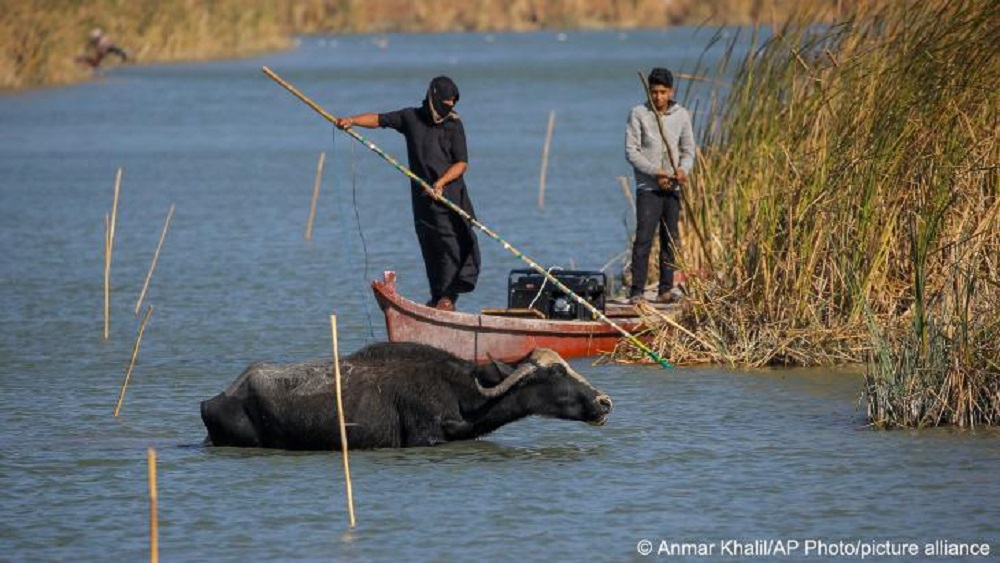 Irakische Büffelhirten sammeln Schilf in den Sümpfen von Chibayish, während ein Wasserbüffel Wasser im Fluss trinkt, Gouvernement Dhi Qar, Südirak (Foto: Anmar Khalil/picture alliance/AP)