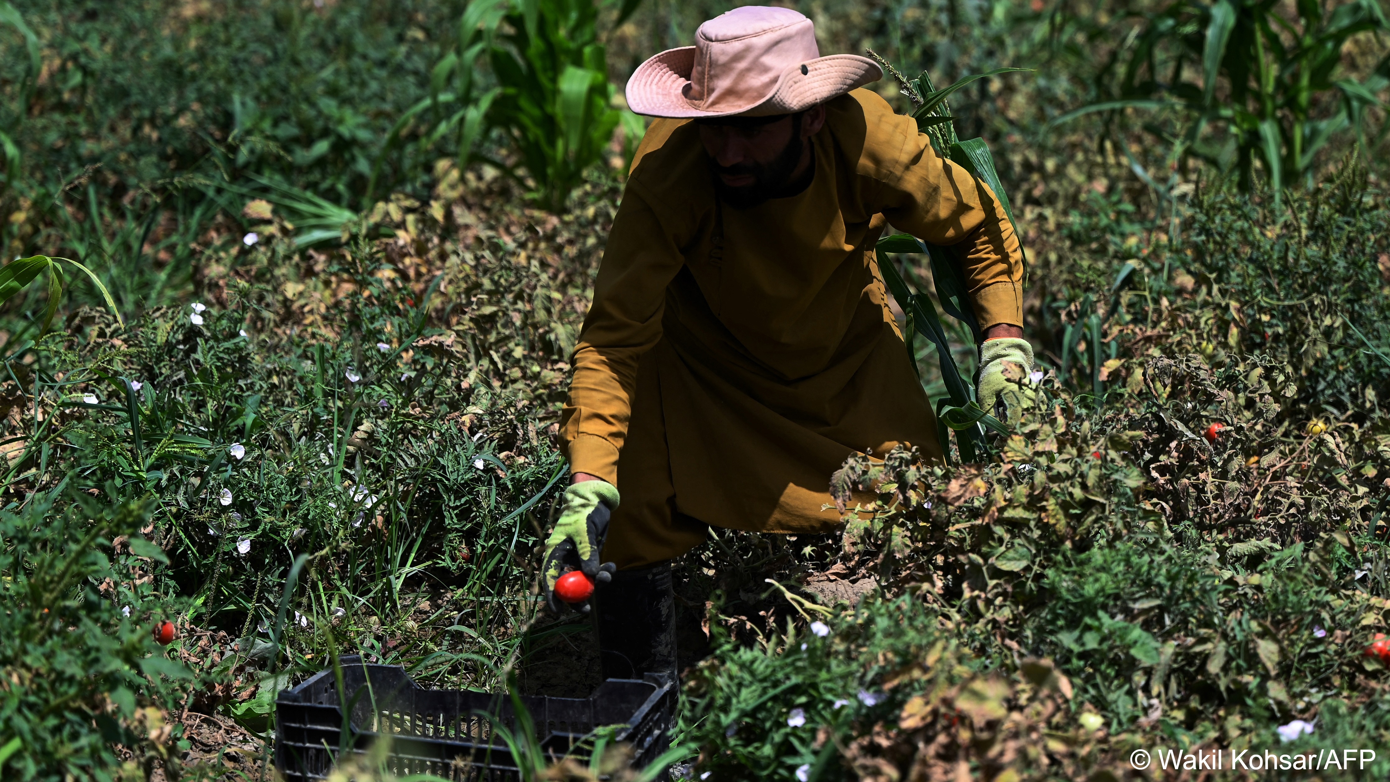 Afghan farmer Rahatullah Azizi harvests tomatoes at a field in Tilanchi village of Parwan province on 3 August 2023 (image: Wakil Kohsar/AFP)