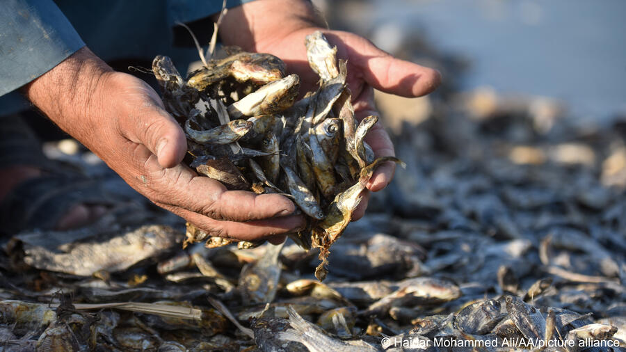 113158-1_person_holds_dead_fish_maysan_governate_haidar_mohammed_ali-aa-picture_alliance.jpg
