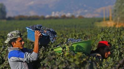 A man in a vineyard holding a box of grapes.