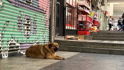A stray dog in front of a shop in Istanbul
