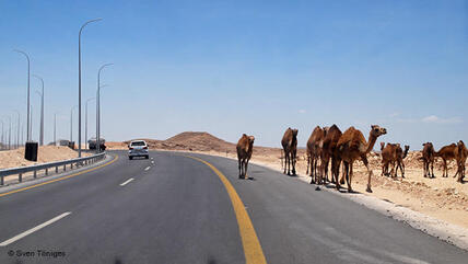 Camels on a highway in Oman (photo: Sven Töniges/DW)