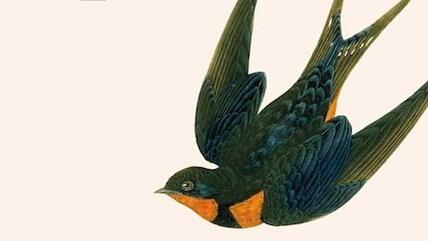 جزء من غلاف رواية ""طائر القبو". للروائية الإيرانية فاريبا فافي. دار النشر دار روت بوخ   Rotbuch