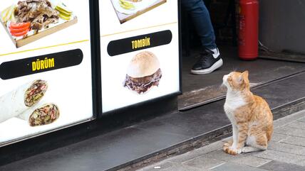 قطة ضالة تحدق في قائمة الوجبات الجاهزة في اسطنبول - تركيا. 