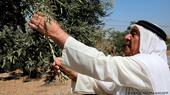 Jordanian farmer Ali Saleh Atta holds a branch of an olive tree and inspects its leaves
