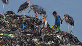 طفل يبحث عن مواد قابلة للتدوير وإعادة الاستخدام في كومة ضخمة من القمامة - الهند.