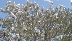 صورة من: DW - حمَام على شجرة في أفغانستان Doves in a tree in Mazar-i-Sharif, Afghanistan
