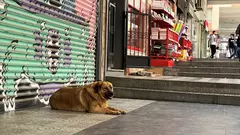 Istanbul streunender Hund vor einem Geschäft