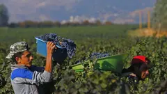 A man in a vineyard holding a box of grapes.