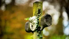Ein moosbewachsenes Grabkreuz auf dem historischen Melaten-Friedhof, gestaltet wie ein Baumstamm mit Efeuranke und einem Relief Jesu (Foto: picture alliance / CHROMORANGE | Gerd Harder)