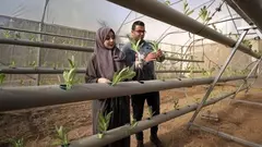 The blockade makes life difficult in so many ways for the people of Gaza.  Safiyya and Azem Abu Daqqa, both qualified agricultural engineers, are just two young people who are taking the initiative and using creativity and innovative spirit to overcome the challenging situation in the Strip. They are seen here inspecting seedlings in their hydroponics greenhouse