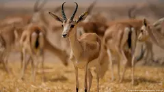 Iraqi gazelles are the latest victims in a country where climate change is compounding hardships after years of war