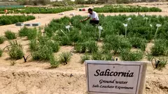  Salicornia, a succulent, is already being used as a salt replacement in burger patties, a rare farming success in the oil-rich United Arab Emirates which imports nearly all of its food.