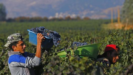 A man in a vineyard holding a box of grapes.
